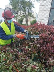 园林绿化工程施工要点 修剪、除草、砍杂与草坪铺设